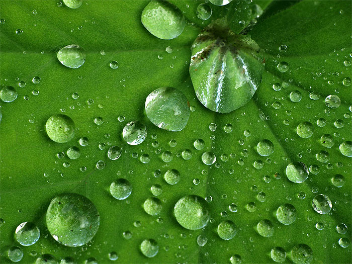Водни капки по листо