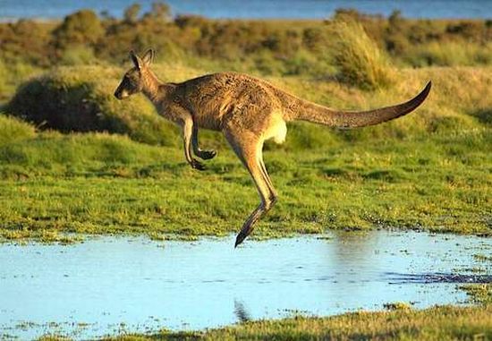 В Австралийската област се срещат 162 вида торбести бозайници