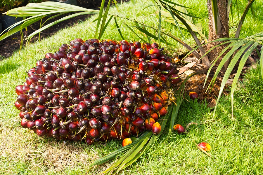 Палмови плодове - източник на витамин Е
